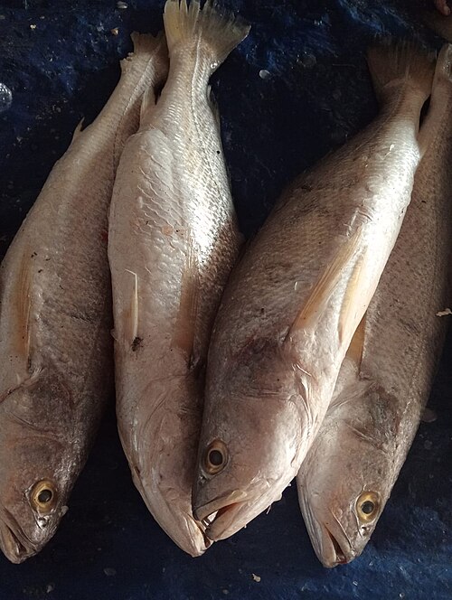 Croaker (Ghol / Koth)