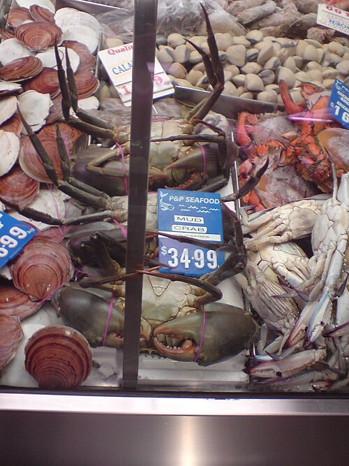 Mud Crab