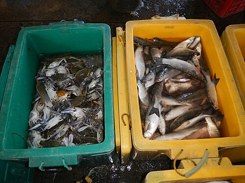 Blue Swimming Crab