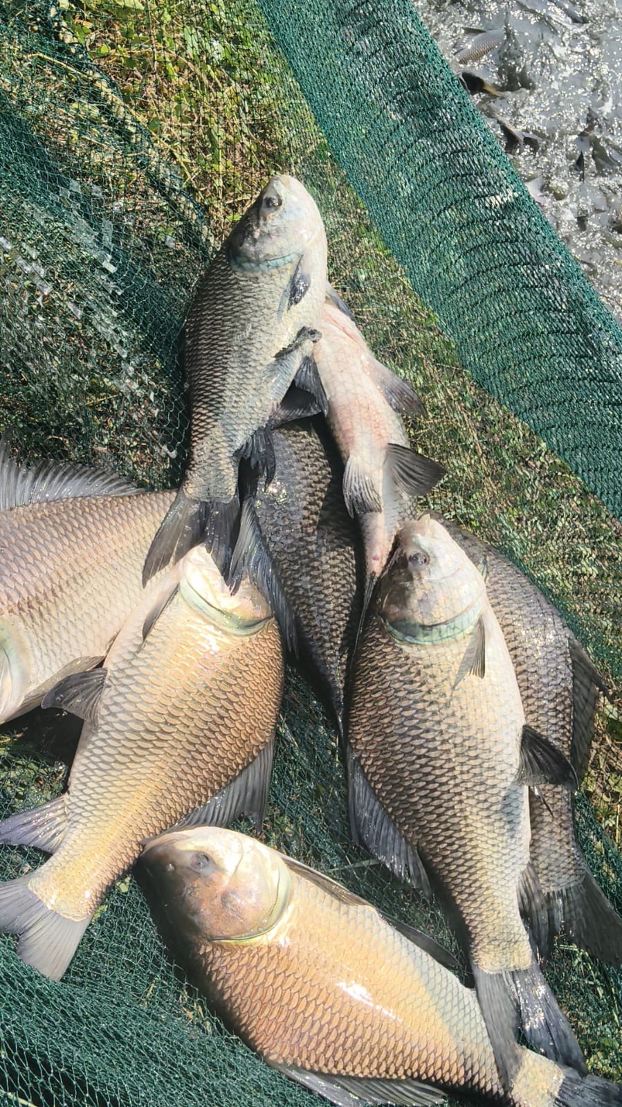 Katla