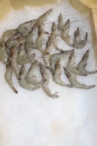 Indian White Prawn (Jhinga)