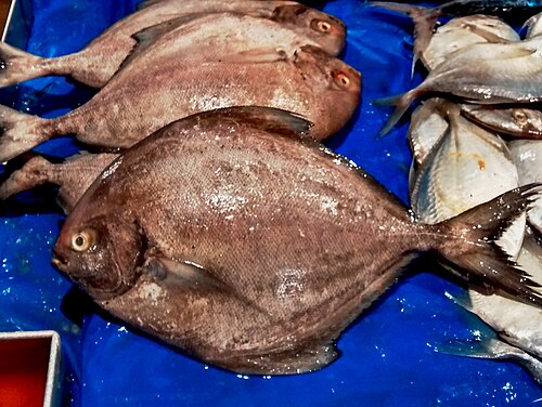 Black Pomfret