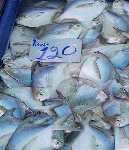 Chinese Pomfret