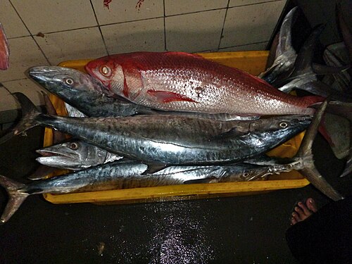 Seer Fish (Surmai)